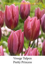 tulp Pretty Princess 25 bollen maat 12/+ tulpen bloembollen