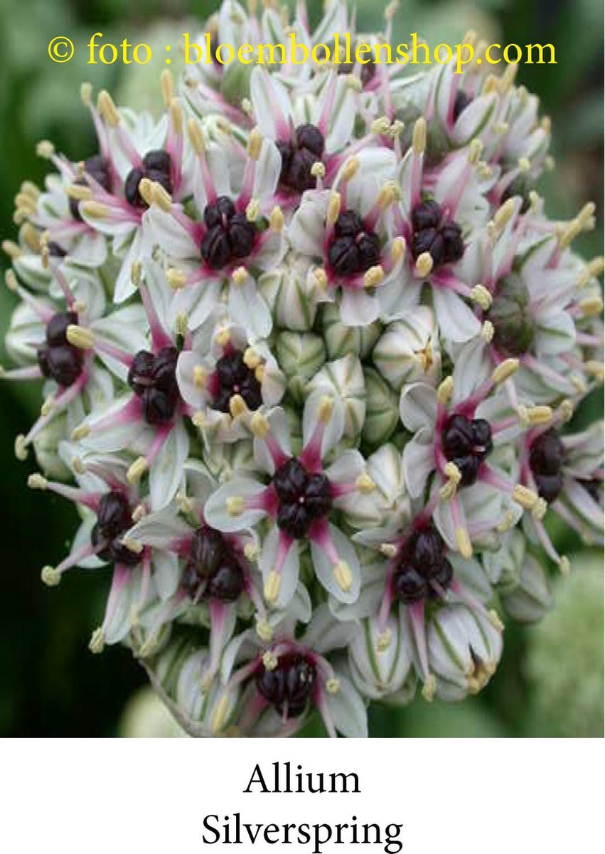 allium Silverspring 2 bollen maat 10/+