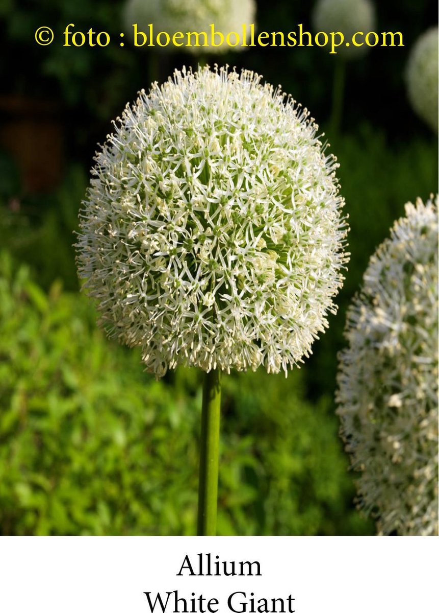 allium White Giant 3 bollen maat 20/+ sierui