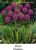 allium Gladiator 5 bollen maat 20/+