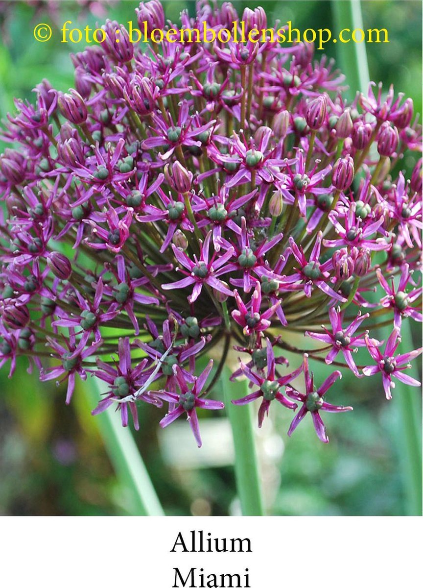 allium Miami 20 bollen maat 12/+ sierui
