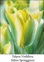 tulp Yellow Springgreen 25 bollen maat 12/+ tulpen - bloembollen- tulpenbollen