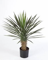 Areca Lutescens large in Urban Loft beige | Goudpalm