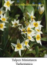 tulp Turkestancia 50 bollen maat 8/+ tulpen bloembollen