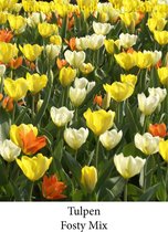 tulp Fosty Mix 25 bollen maat 12/+ tulpen bloembollen