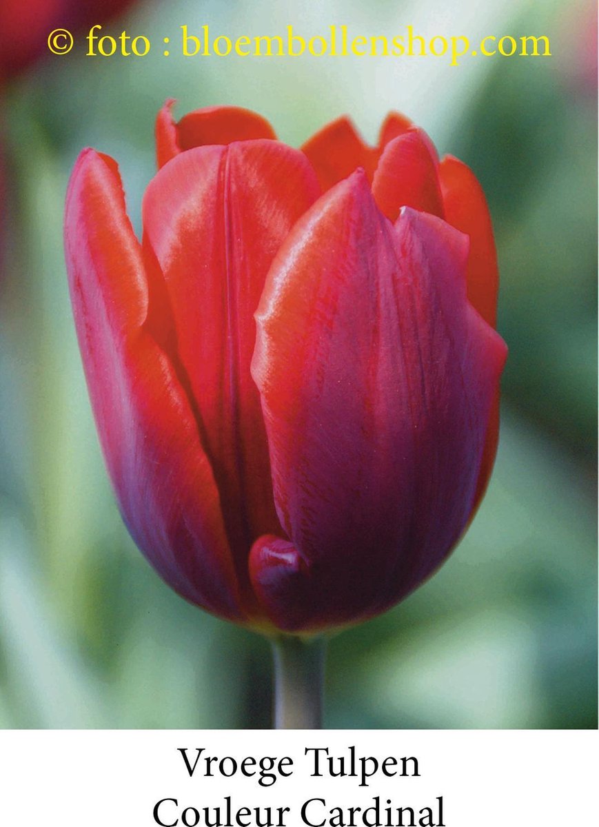 tulp Couleur Cardinal 25 bollen maat 12/+ tulpen - bloembollen- tulpenbollen