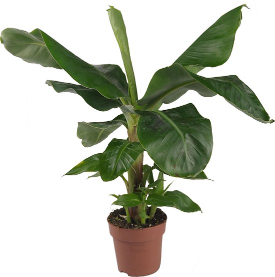 Bananenplant Musa dwarf cavendish XS kamerplant