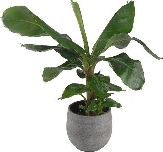 Plantenwinkel Bananenplant Musa dwarf cavendish XS plant in pot esra mystic grey