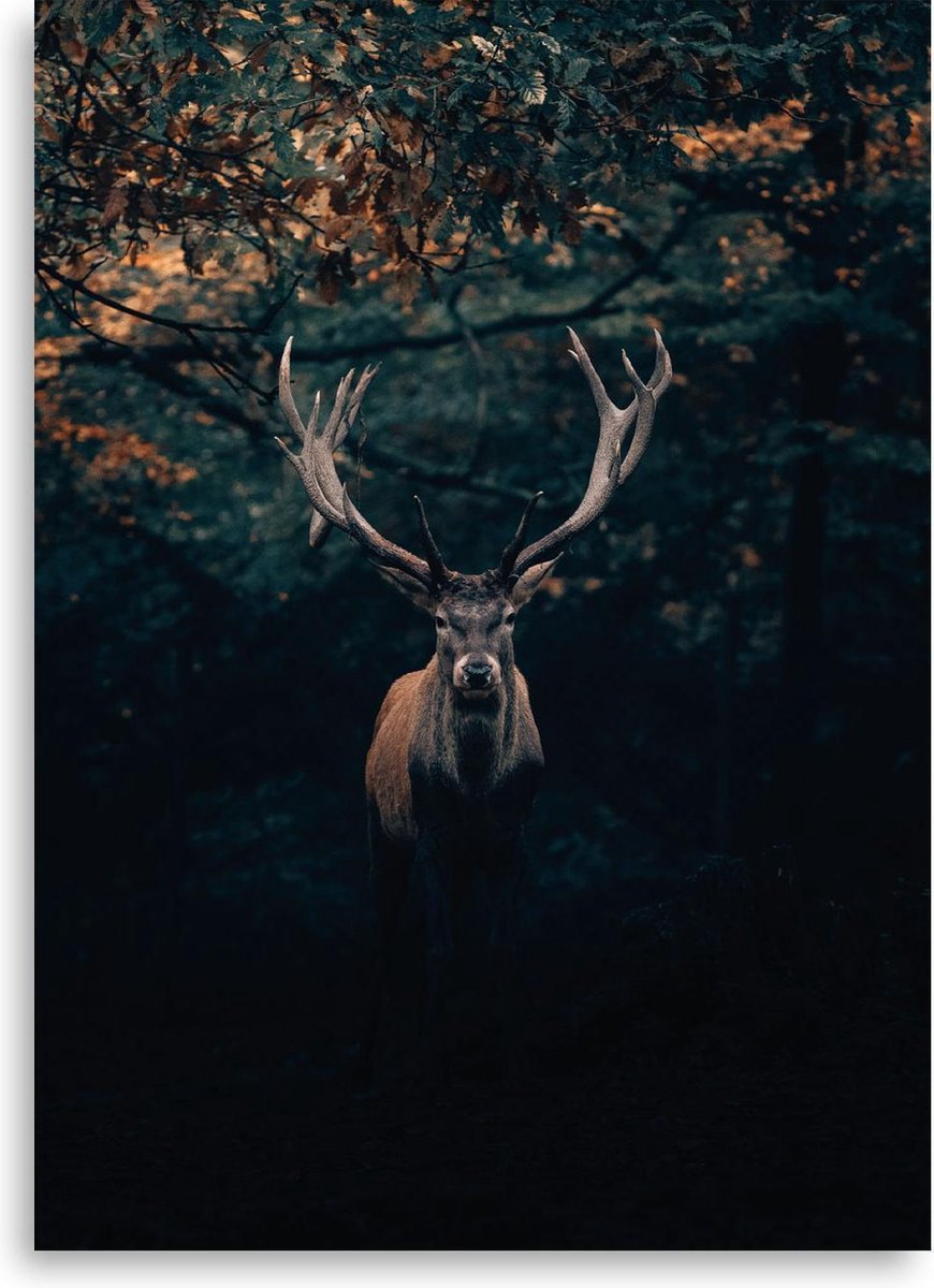 BONT | Poster rendier - Hert - Winter - Kerst - Rendier in bos - Dieren - Landelijk - Rendieren - 50x70 cm