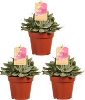 Senecio cephalophorus