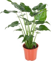 Alocasia Cucullata