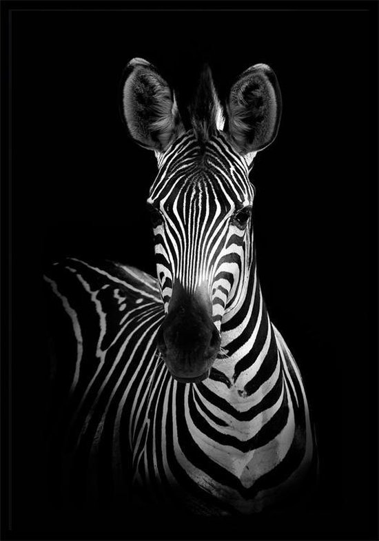 Dark Zebra zwart wit dieren poster | bol.com