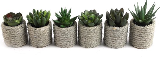 Succulent 6 stuks groen