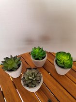 16stuks Succulent in beton pot groen,4assorti