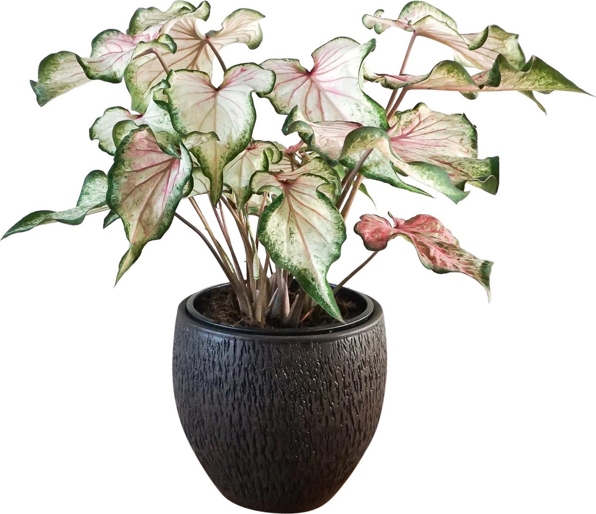 Caladium XL Pearl Blush - Plante d'intérieur - 60cm ø24 avec pot décoratif  Owen Brown | bol