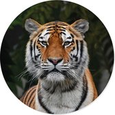 Grote ronde muursticker tijger | safari wilde dieren | voor woonkamer en slaapkamer | wanddecoratie accessoires | cirkel afm. 80 x 80 cm