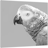 Acrylglas –Zwart - Wit Papagaaien Hoofd-50x50 Foto op Acrylglas (Wanddecoratie op Acrylglas)