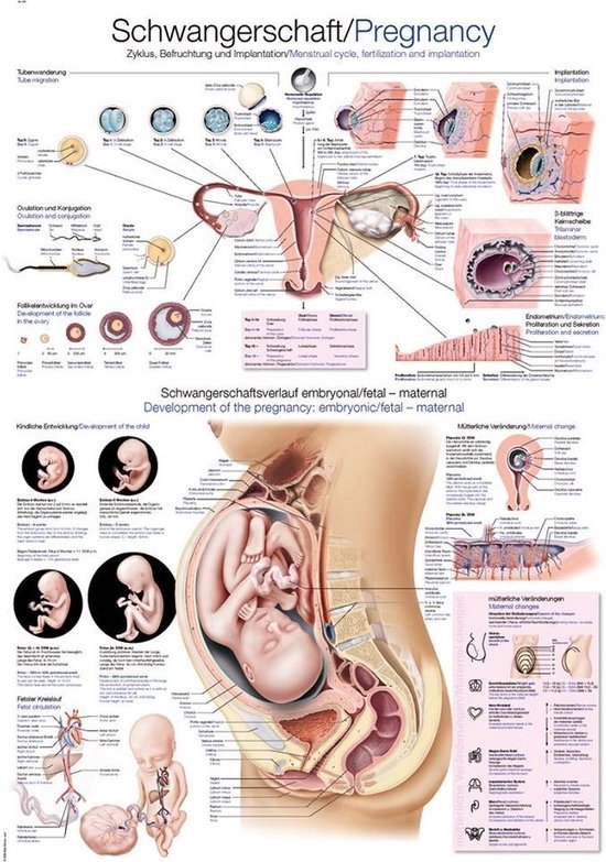Het menselijk lichaam - anatomie poster zwangerschap (Duits/Engels/Latijn, kunststof-folie, 70x100 cm)