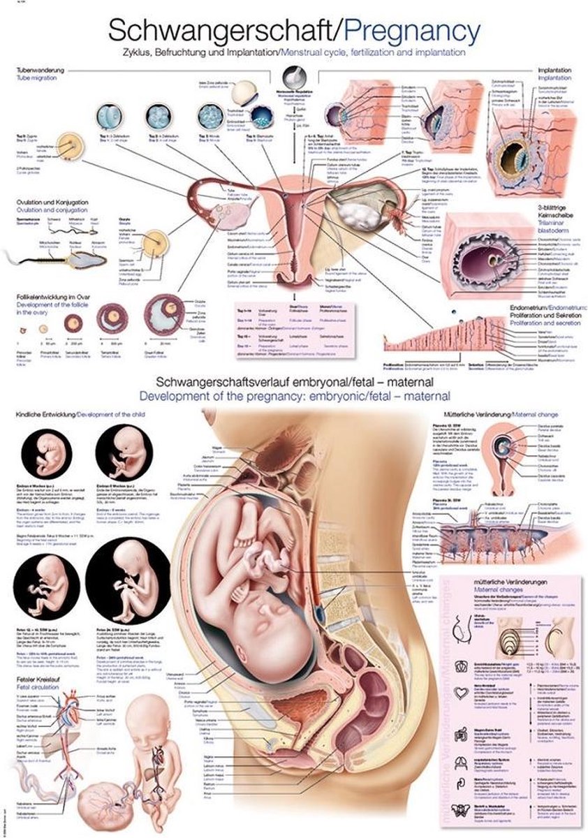 Het menselijk lichaam - anatomie poster zwangerschap (Duits/Engels/Latijn, kunststof-folie, 70x100 cm)