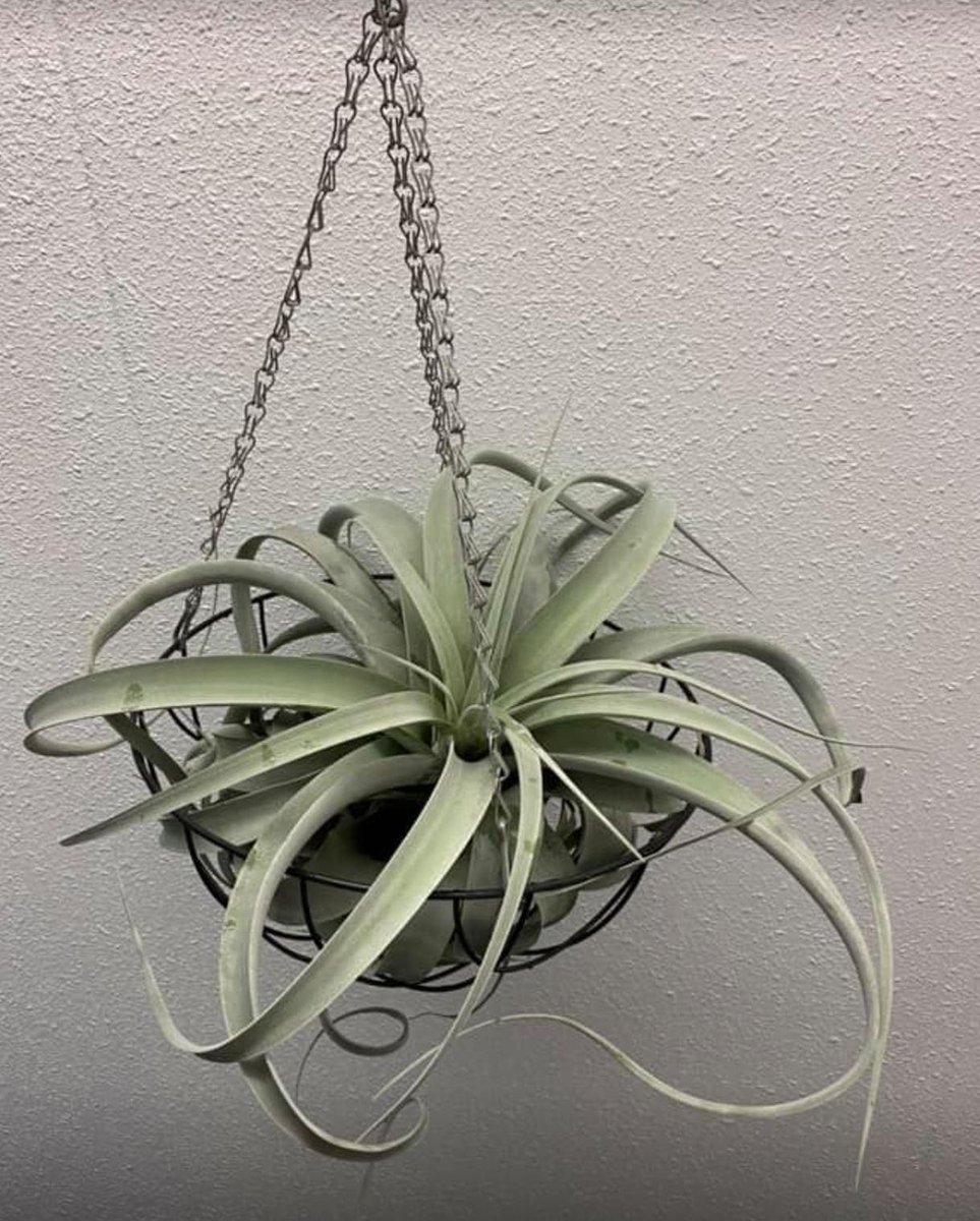 Lot De 4 Supports Géométriques à Suspendre Pour Plantes Aériennes Tillandsia - Décoration D'intérieur - Cadeau Pour Les Amateurs De Plantes Aériennes - Cadeau Pour Femme - Plantes D'intérieur