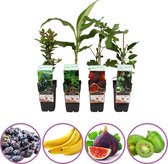 Exotische fruitplanten mix - set van 4 fruitplanten: kiwi, vijg, honingbes, sierbanaan - hoogte 50-60 cm
