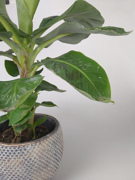 Bananenplant musa dwarf cavendish M kamerplant