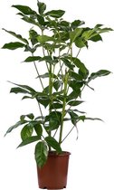 Schefflera Amate 90 cm