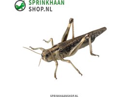 Sprinkhaan levend (10 STUKS) | Grote levende sprinkhanen voor reptielen en vogels | 5 - 7 cm | Sprinkhaanshop.nl
