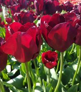 25 Tulpenbollen Queen of night cadeau verpakking- Bloembollen - Tulpen - Bollen - Bulbs - Tulip - Flowerbulbs - Flowers - Tuin tulpen - Bloemen