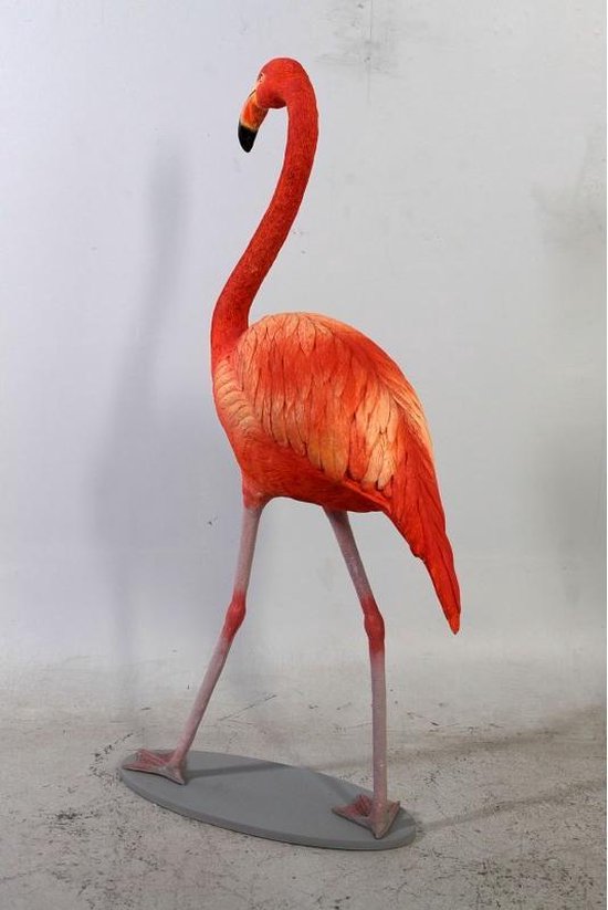 verteren microscoop band Beeld van een flamingo | bol.com