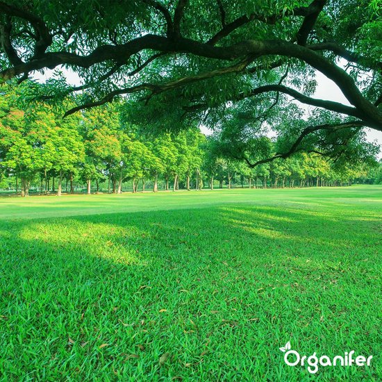Een brede groene grasmat onder schaduwrijke bomen, met op de voorgrond Organifer logo.