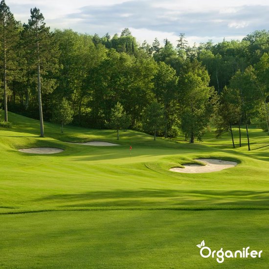 Een glooiende groene golfbaan met zandhindernissen, een vlag, bomen en het Organifer logo.