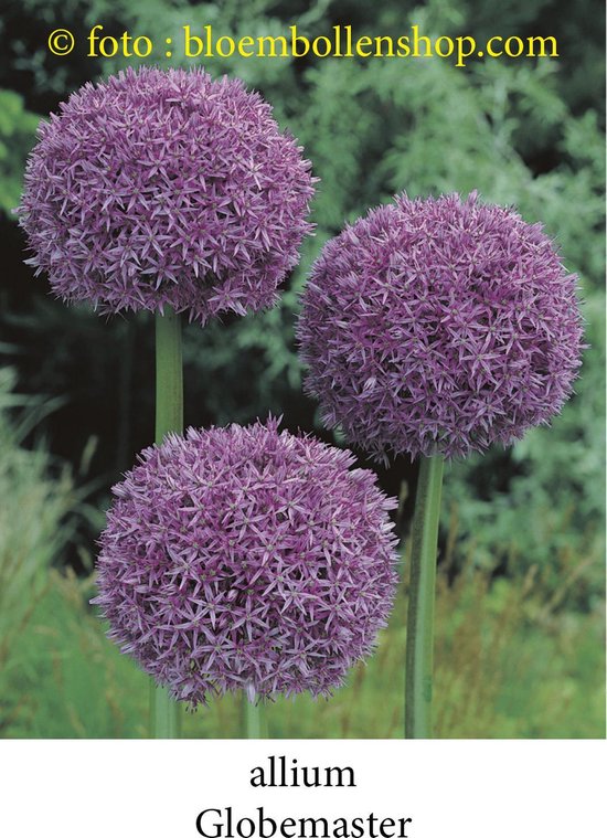 Allium globemaster 3 bollen maat 20/+ - sierui XXL bloem en extra dikke  bloembollen | bol.com