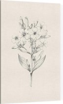 Zeepkruid zwart-wit Schets (Soapwort) - Foto op Canvas - 100 x 150 cm