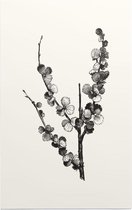 Dwergberk zwart-wit (Dwarfbirch) - Foto op Forex - 80 x 120 cm