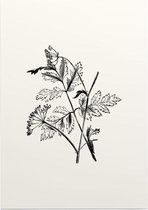 Torilis zwart-wit (Hedge Parsley) - Foto op Posterpapier - 42 x 59.4 cm (A2)
