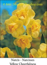 narcis Yellow Cheerfulness 25 bollen maat 14/16 trosnarcis - geurend