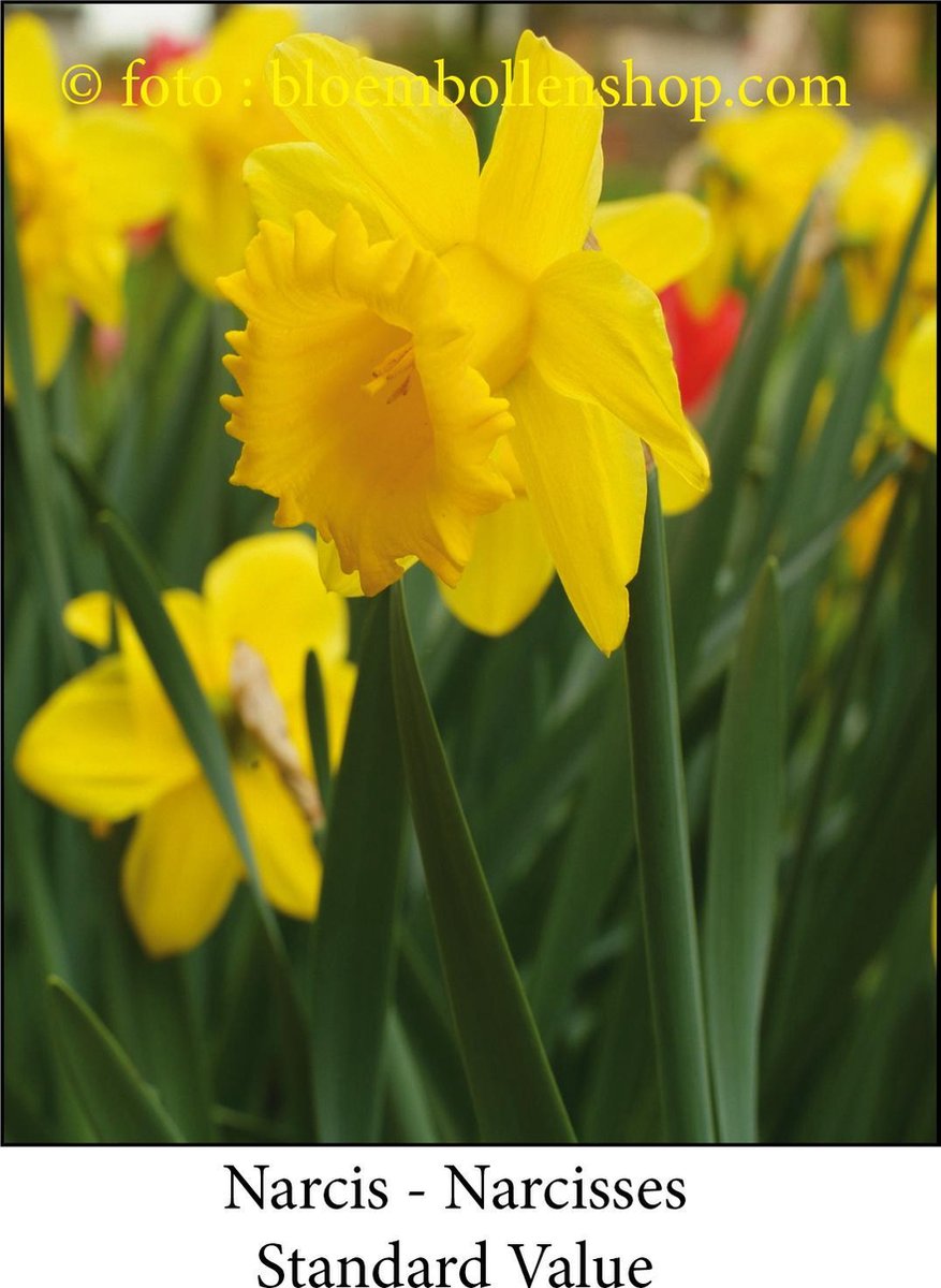 narcis Standard Value 25 bollen maat 15/17 trompetnarcis