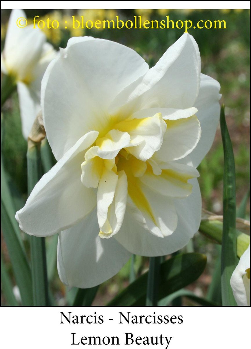 narcis Lemon Beauty 15 bollen maat 14/16