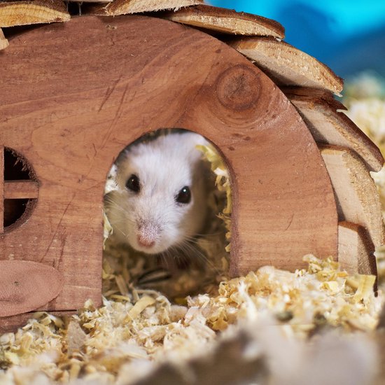 Relaxdays hamsterhuis - hout - knaagdierhuis - hamsterhuisje - accessoire - speelhuisje - Relaxdays