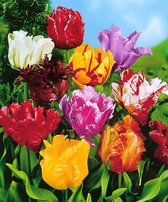25x Tulipa 'Parkiet' - Parkiettulpen Mix - Gemengde kleuren - Winterhard - 25 bloembollen Ø 10cm