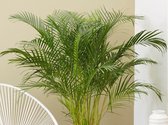 Decoratieplant - Areca - 160 Cm - Ø - 1 Stuks