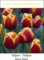 tulp Kees Nelis 25 bollen maat 12/+ tulpen - bloembollen- tulpenbollen