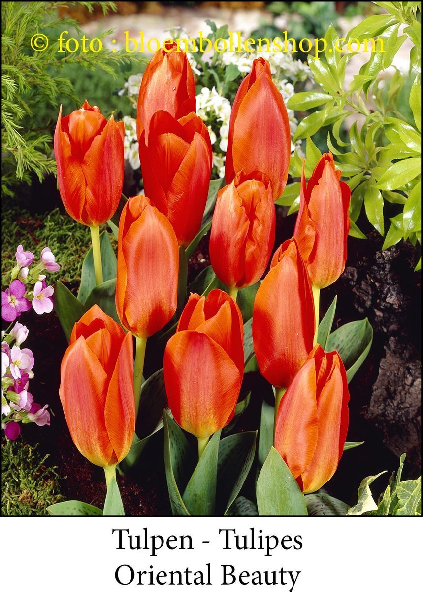 tulp Oriental Beauty 25 bollen maat 12/+ - tulpen - bloembollen- tulpenbollen