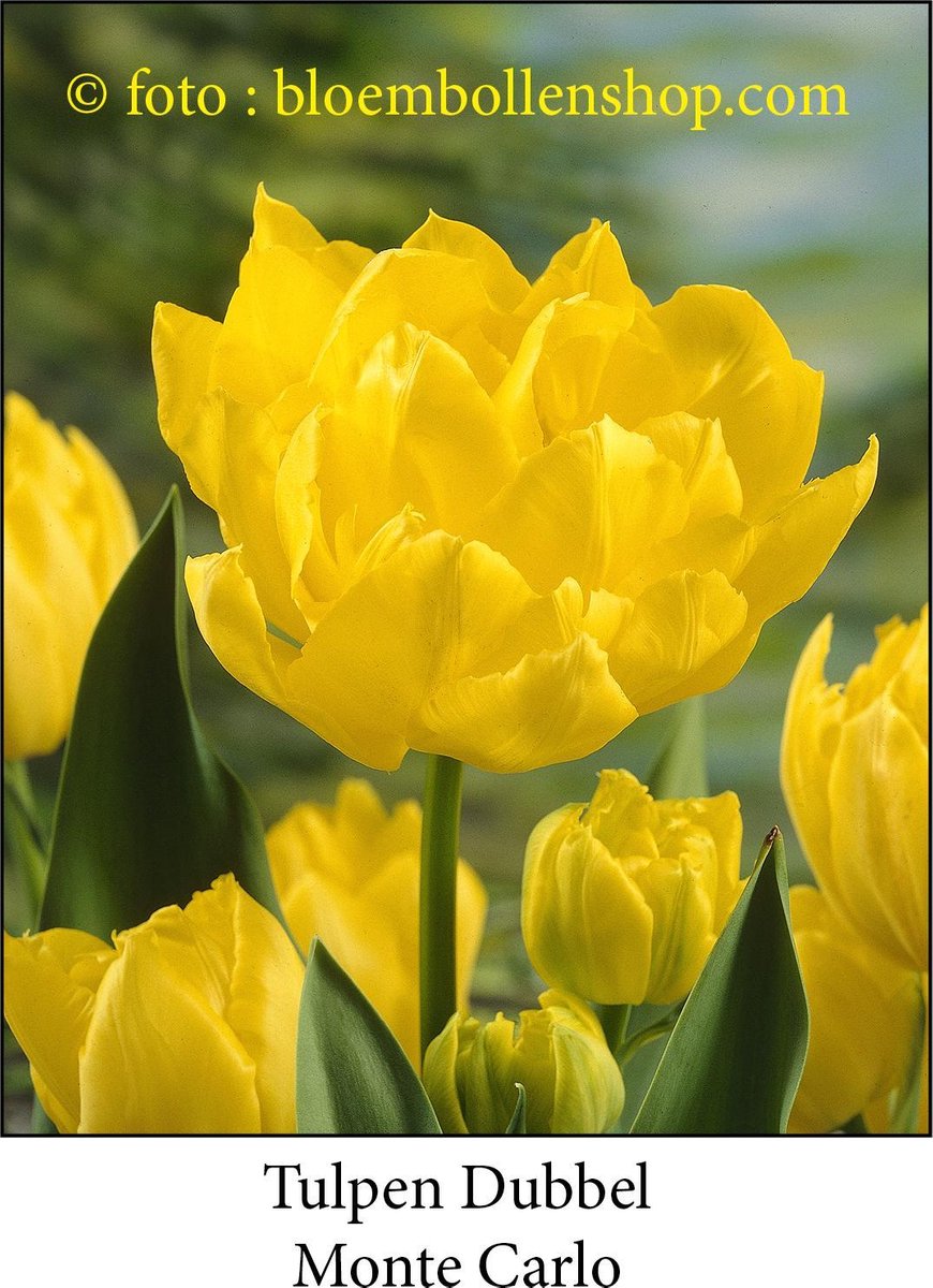 tulp Marie Jo (type Monte Carlo) 25 bollen maat 12/+ tulpen - bloembollen- tulpenbollen