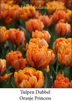 tulp Oranje Princess 25 bollen maat 12/+ tulpen - bloembollen- tulpenbollen