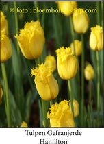 tulp Hamilton 25 bollen maat 12/+ tulpen - bloembollen- tulpenbollen