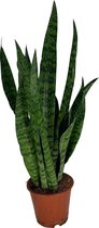 Vrouwentong  'Sanseveria 'Zeylanica' - Kamerplant - ↑40 - 60 cm in pot - Housewarming - Cadeau