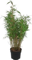 Bamboe Fargesia 'Rufa' (Niet woekerend) - ↑100 - 125 cm in pot