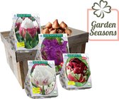 Tulpen speciaal in geschenk doos | 50 speciale tulpen | Bloembollen | Blumenzwiebeln | Flowerbulbs| Cadeau | Bloemen